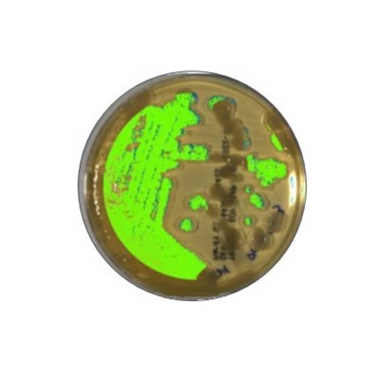 Hinalea LUXILAB™ – Lab in a Box